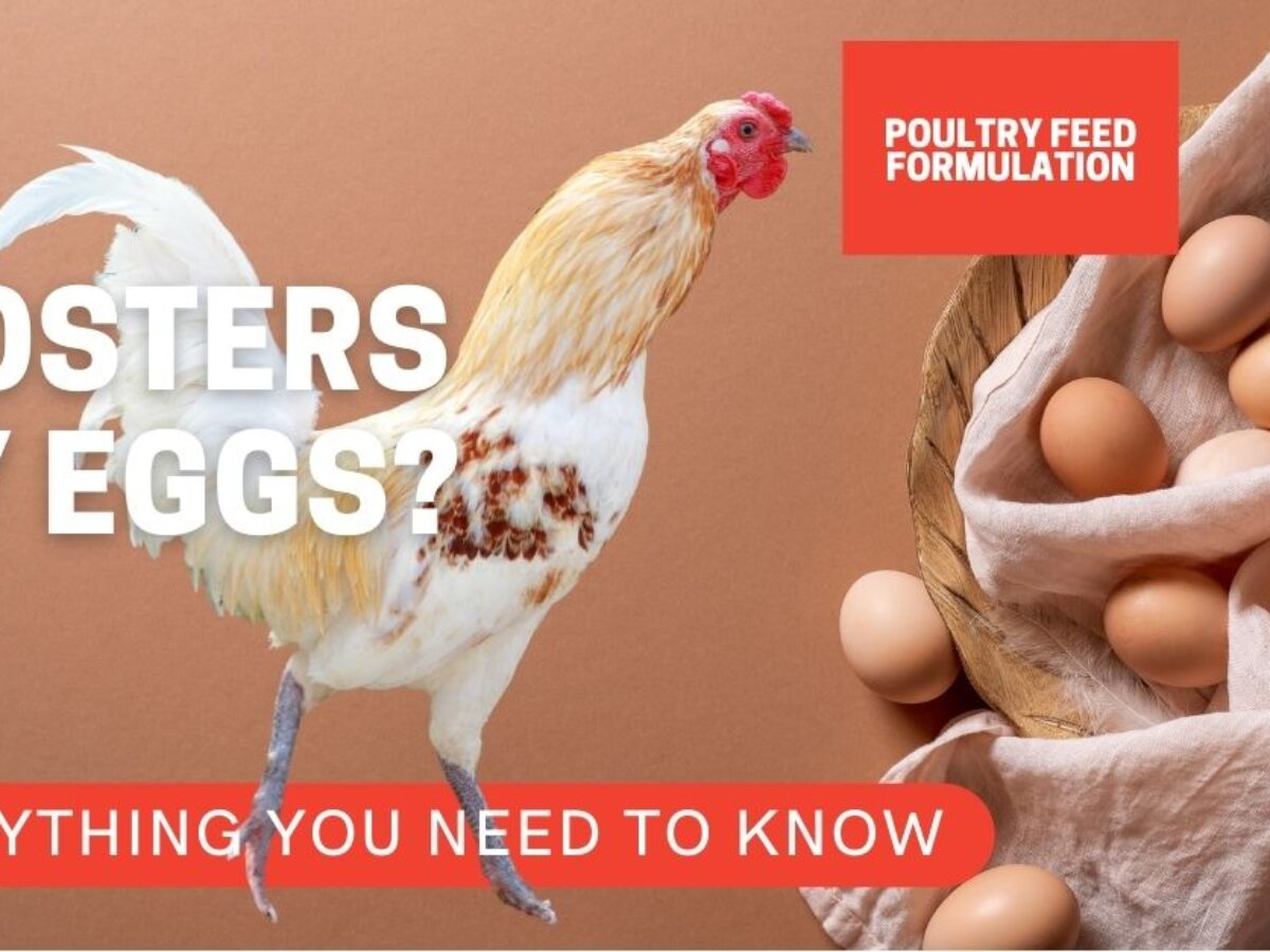 What Benefits Do Rooster Eggs Offer?