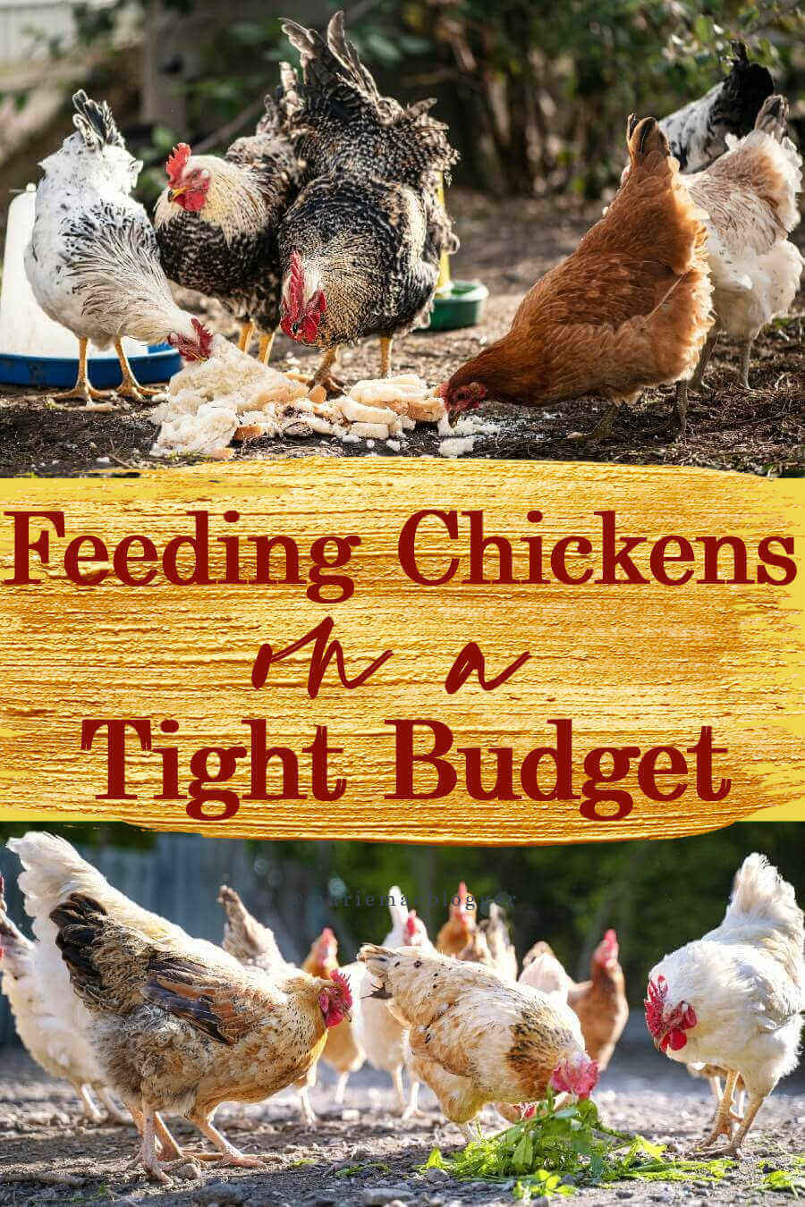 What Can You Feed Chickens?