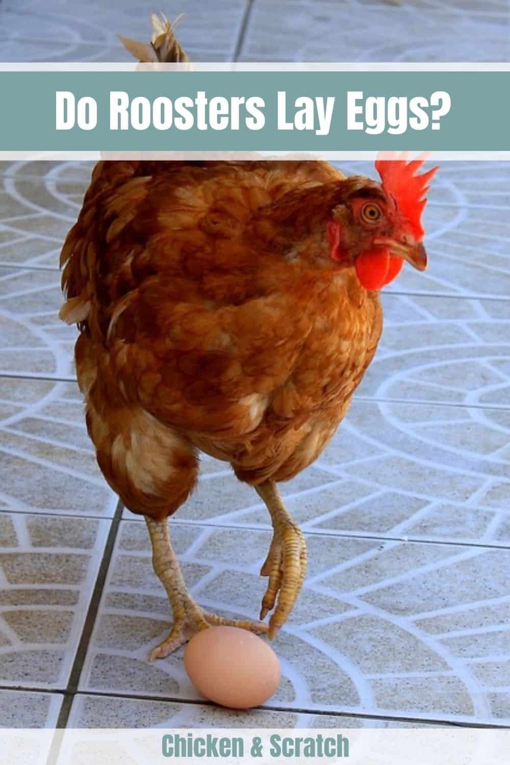What Causes A Rooster To Lay An Egg?