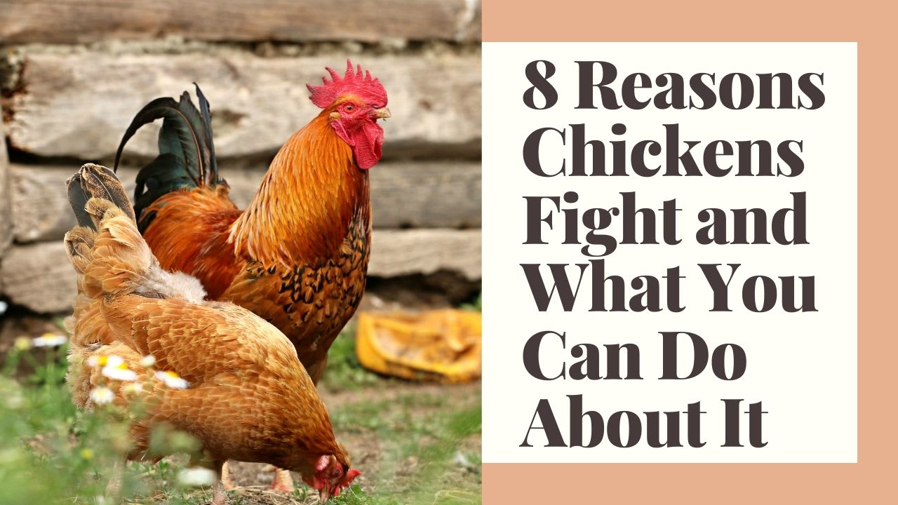 What Causes Hens To Fight?