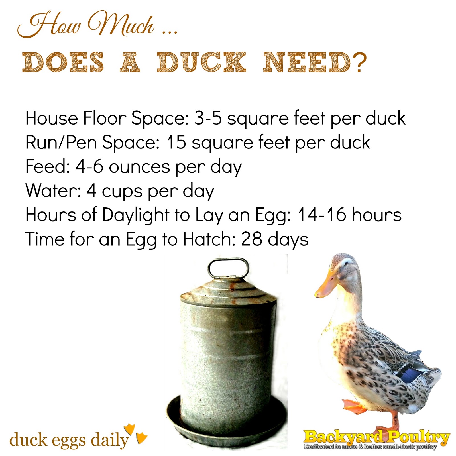 What Do Ducks Need To Lay Eggs?