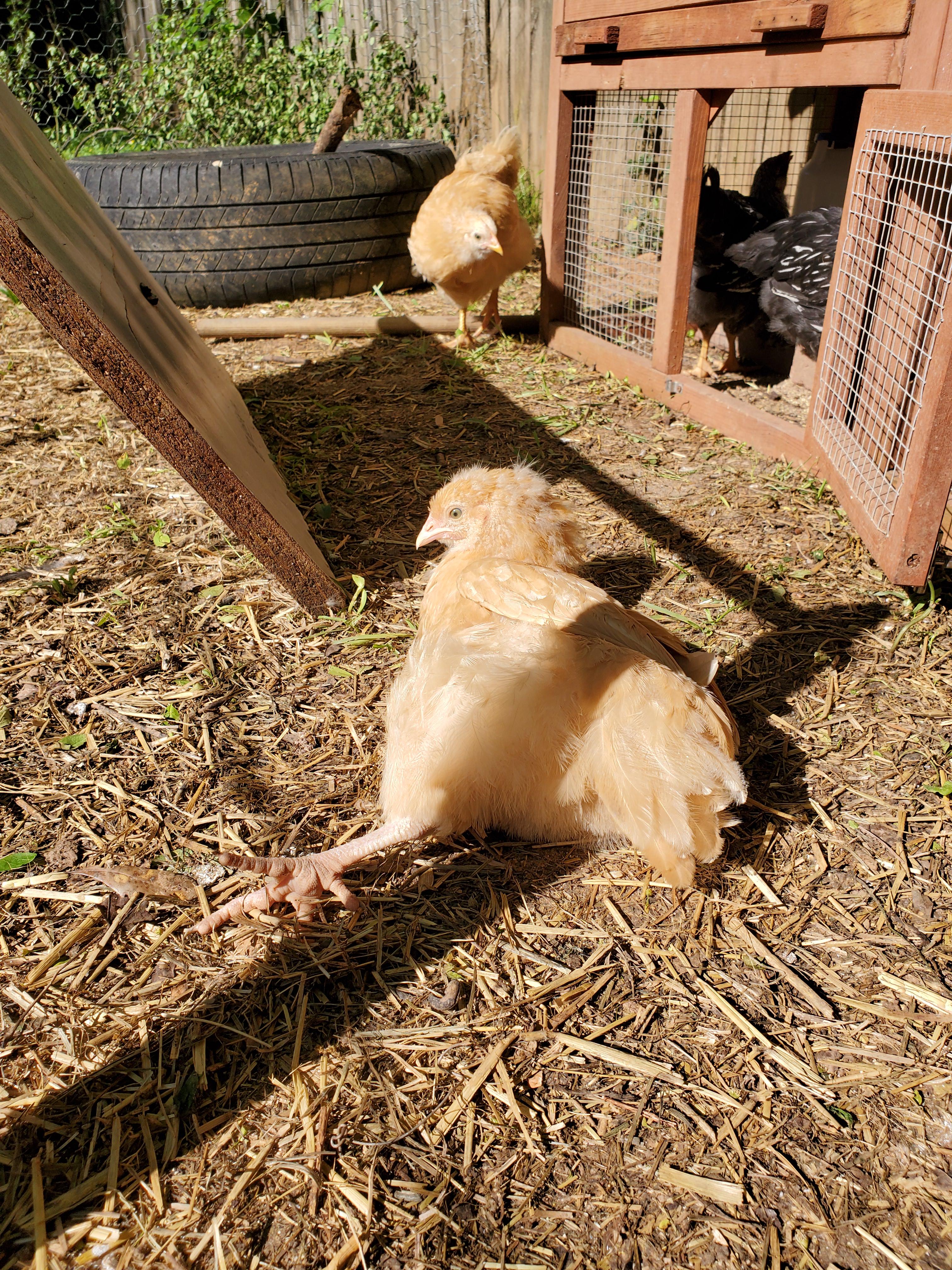 What Does It Mean When A Chicken Is Laying On Its Side?