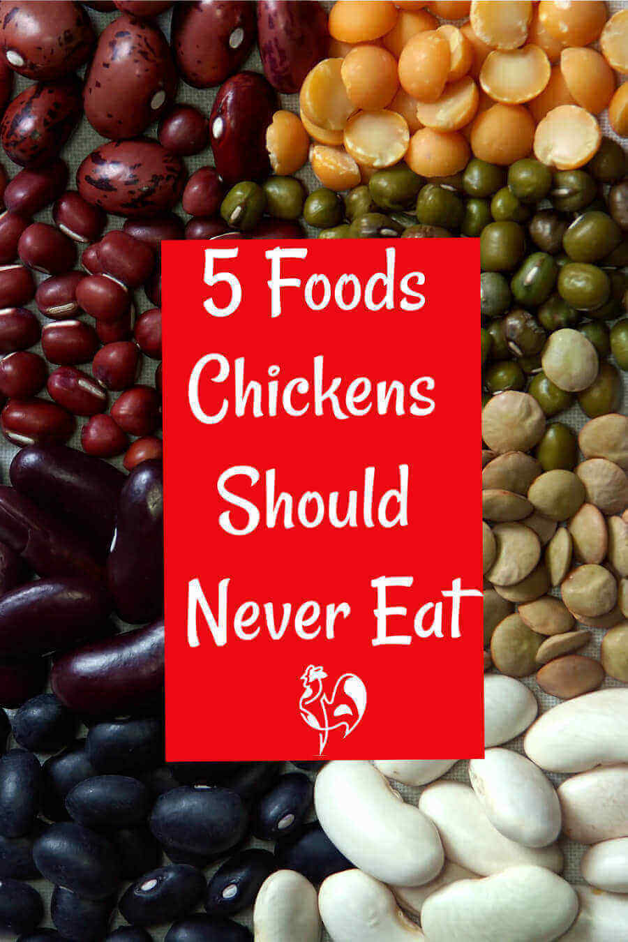 What Foods Should Chickens Not Eat?