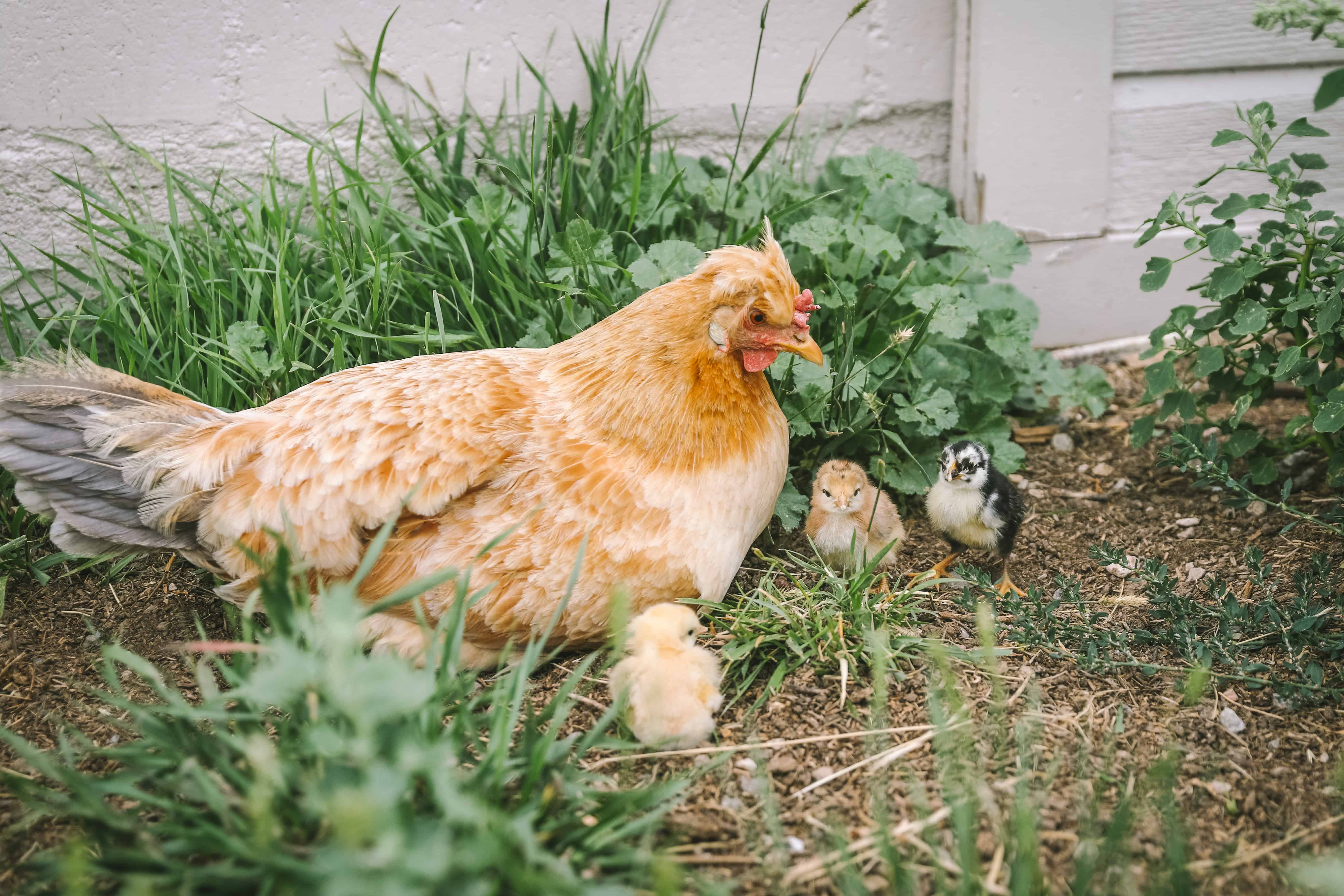What Is A Broody Hen?