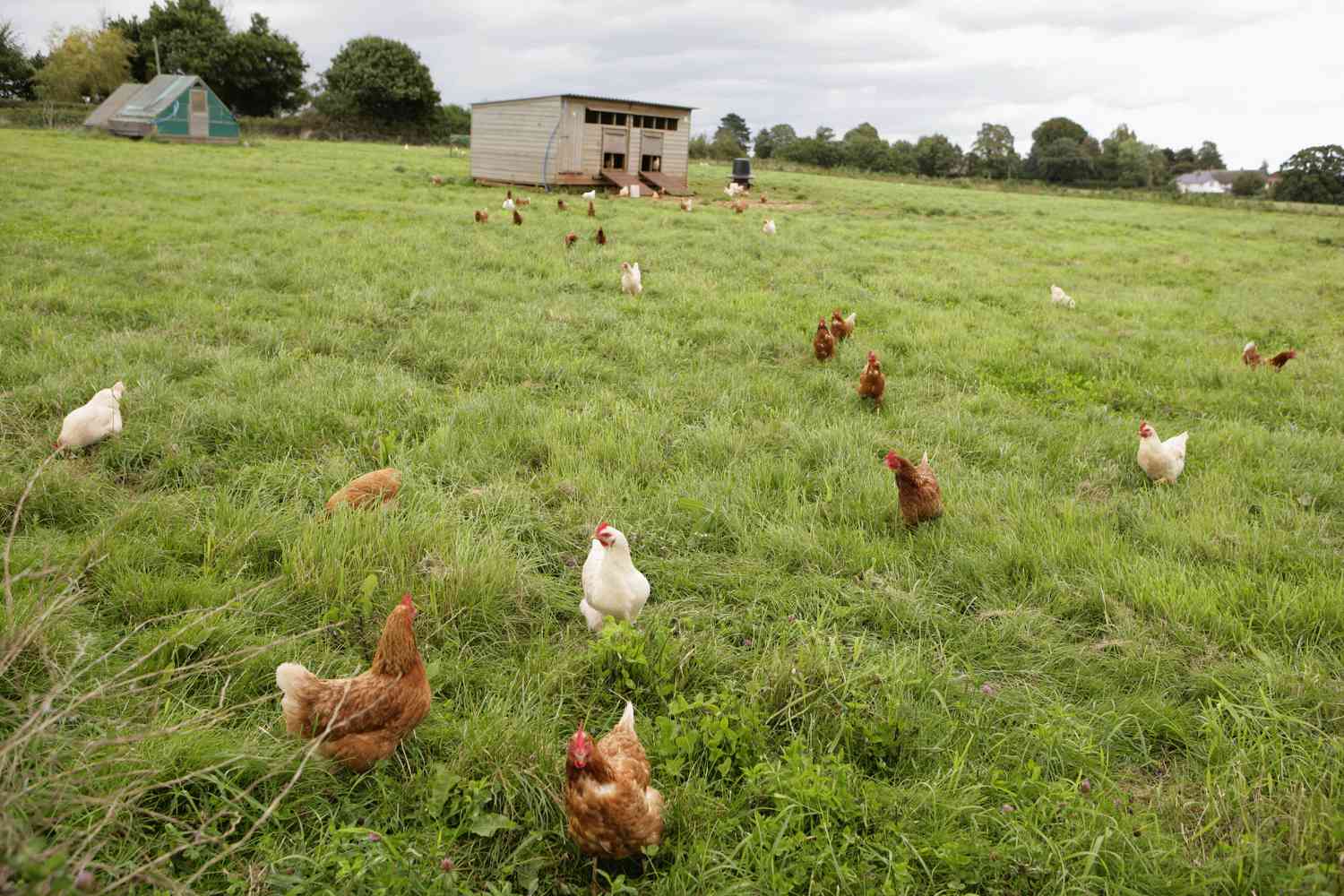 What Is Sustainable Chicken Husbandry?