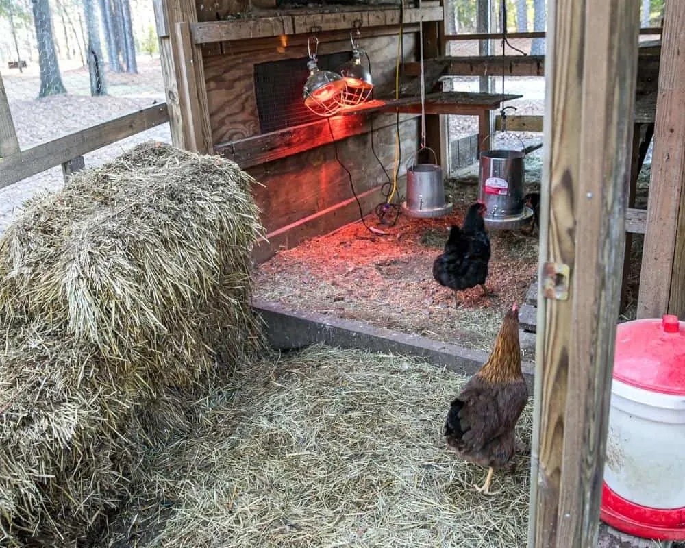 What Is The Best Way To Install A Heat Lamp In A Chicken Coop?