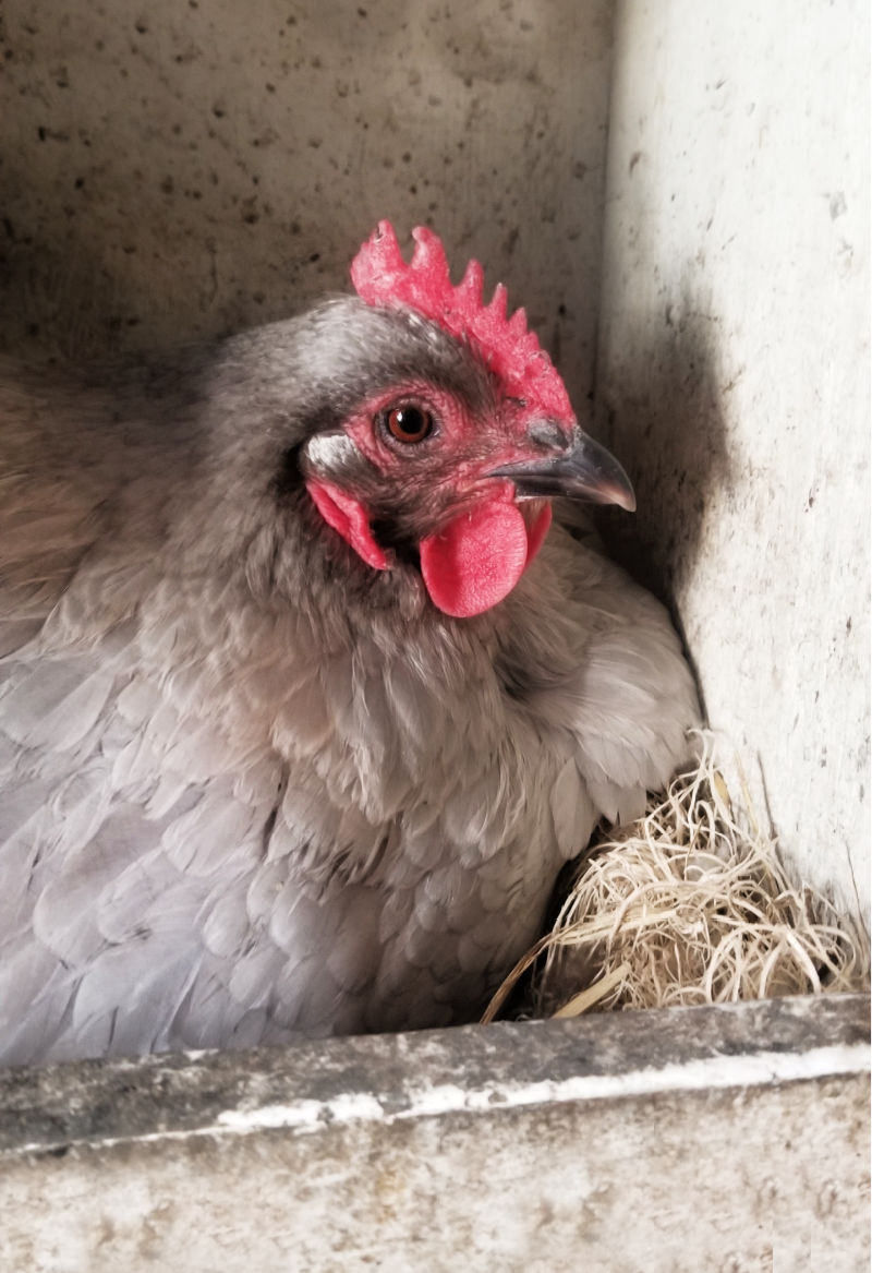 What Is The Chicken On Nest Technique?