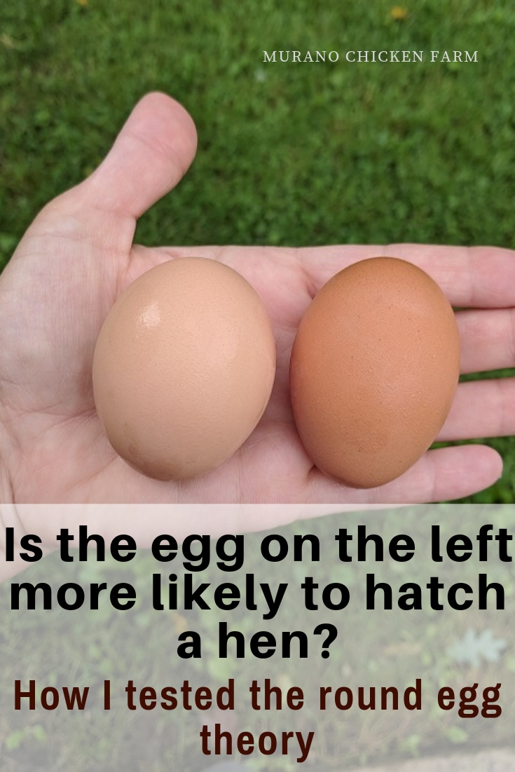What Is The Difference Between A Rooster Egg And A Hen Egg?