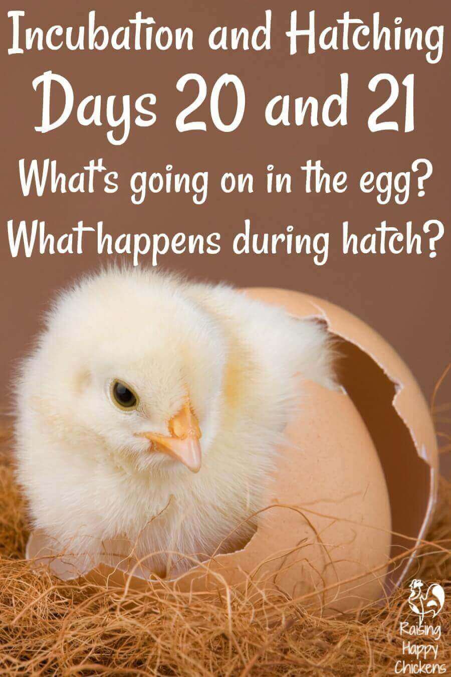 What Is The Process Of Chicks Hatching Under A Hen?