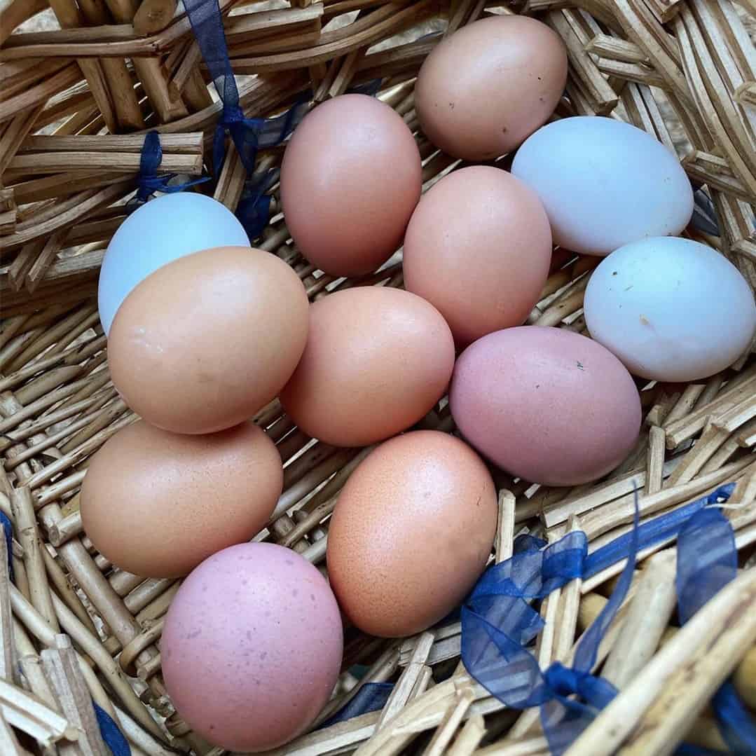 What Lays Pink Eggs
