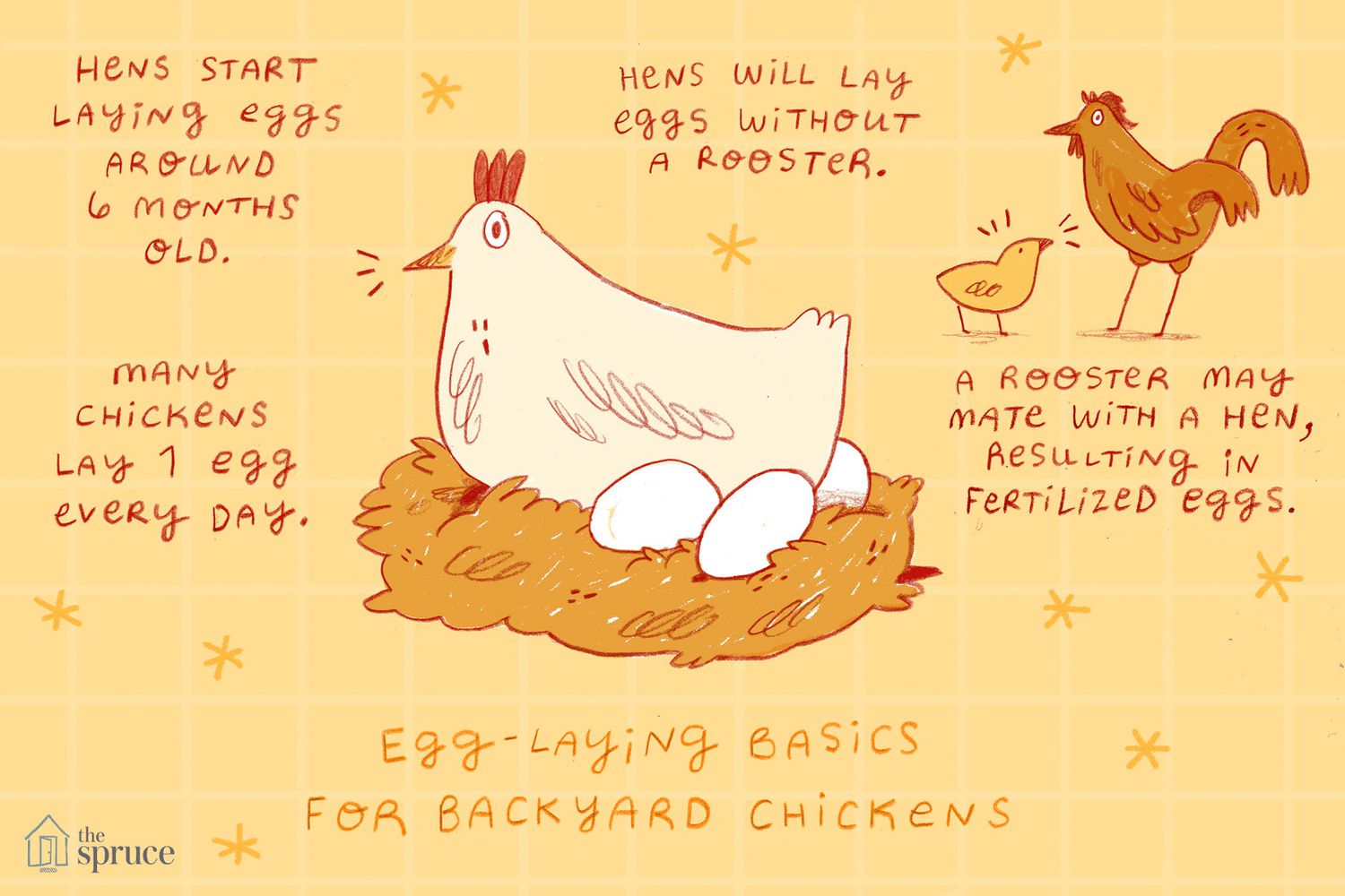 What Makes A Chicken Lay Eggs