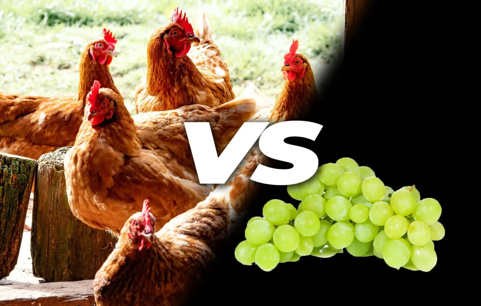 What Should I Feed Chickens Grapes?