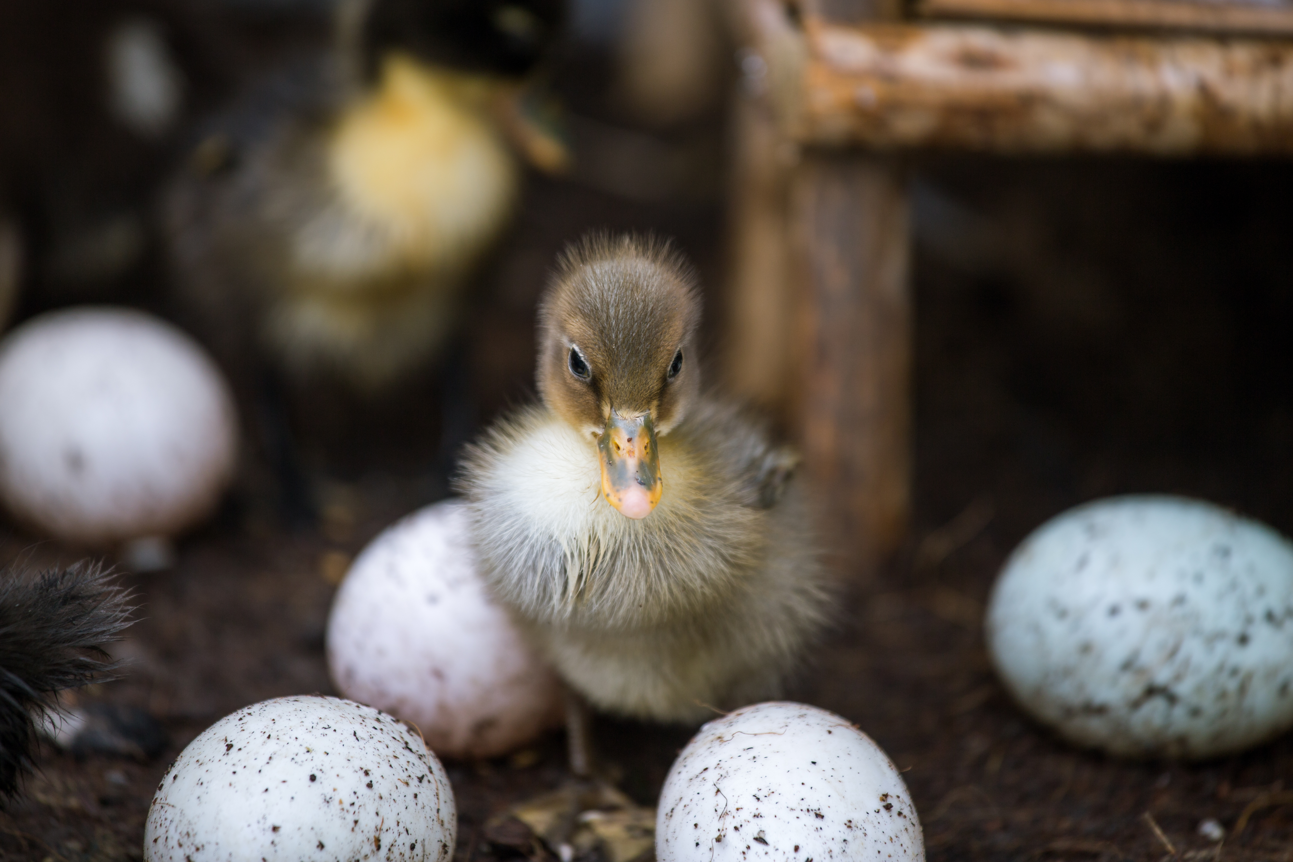 What Time Of Year Do Ducks Lay Eggs?