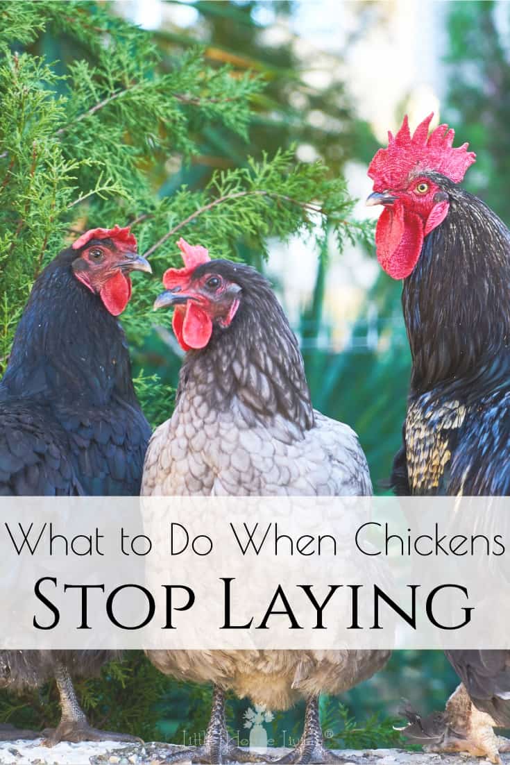 What To Do When A Chicken Lays Eggs On The Ground