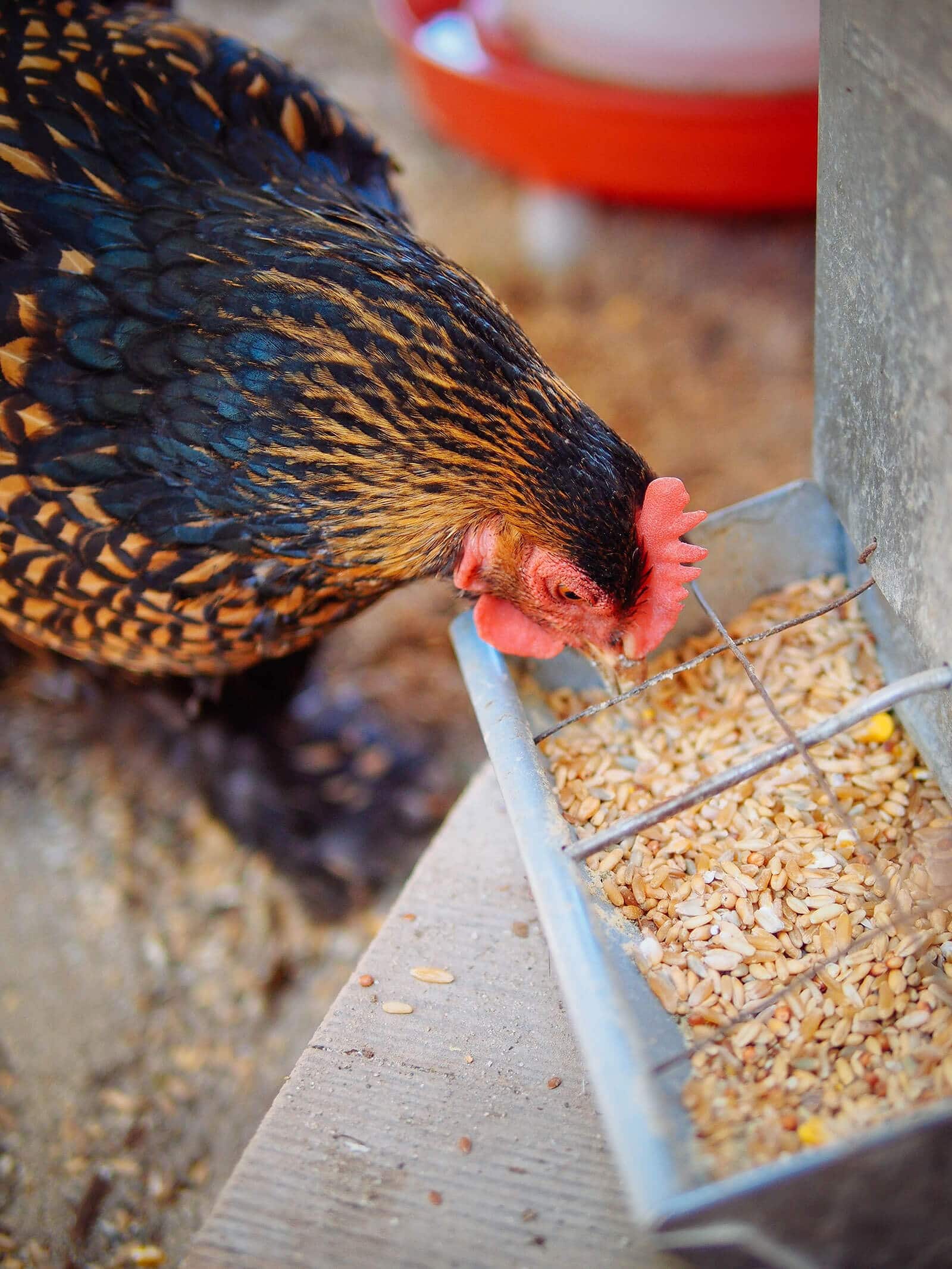 What To Feed Chickens