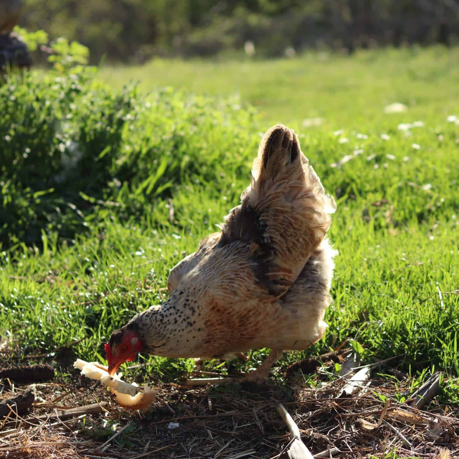 What Types Of Bread Can Chickens Eat?