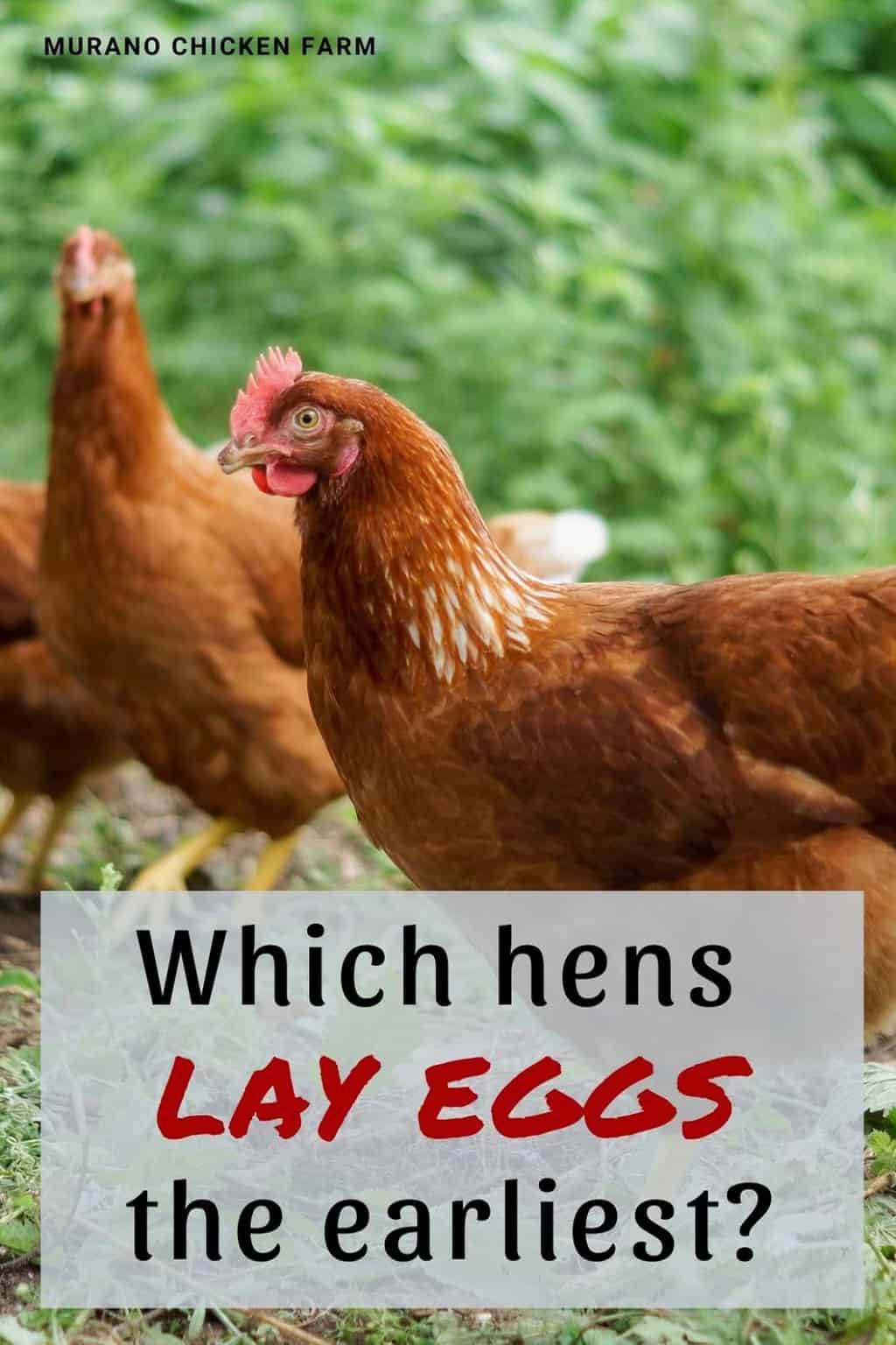 When Do Chickens Lay Their Eggs?