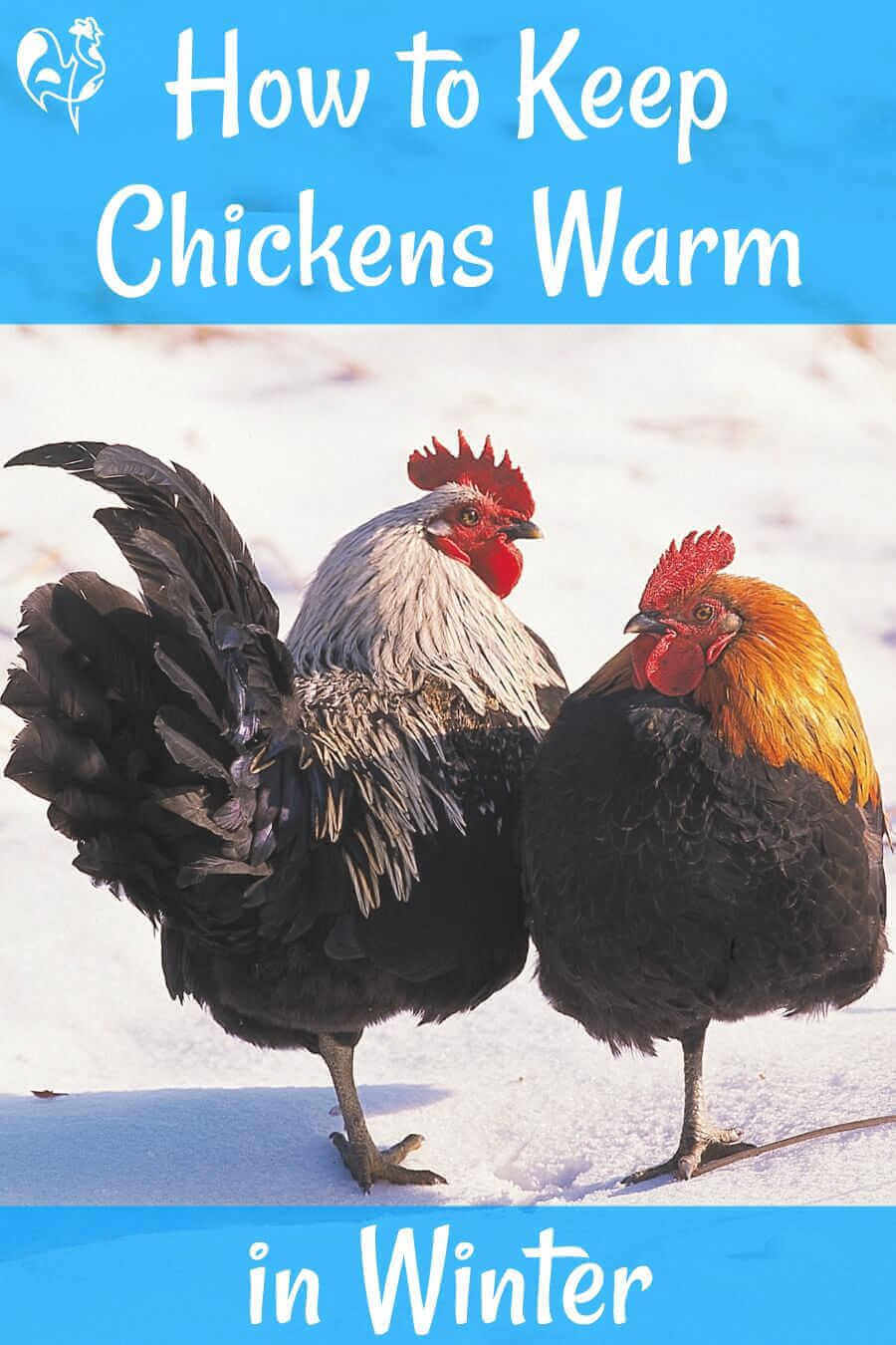 When Do Chickens Need Heat In The Coop?