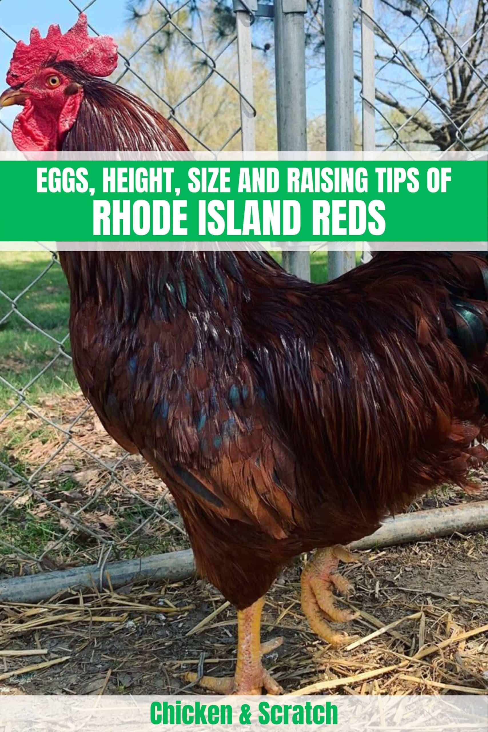 When Do Rhode Island Red Chickens Start Laying Eggs?