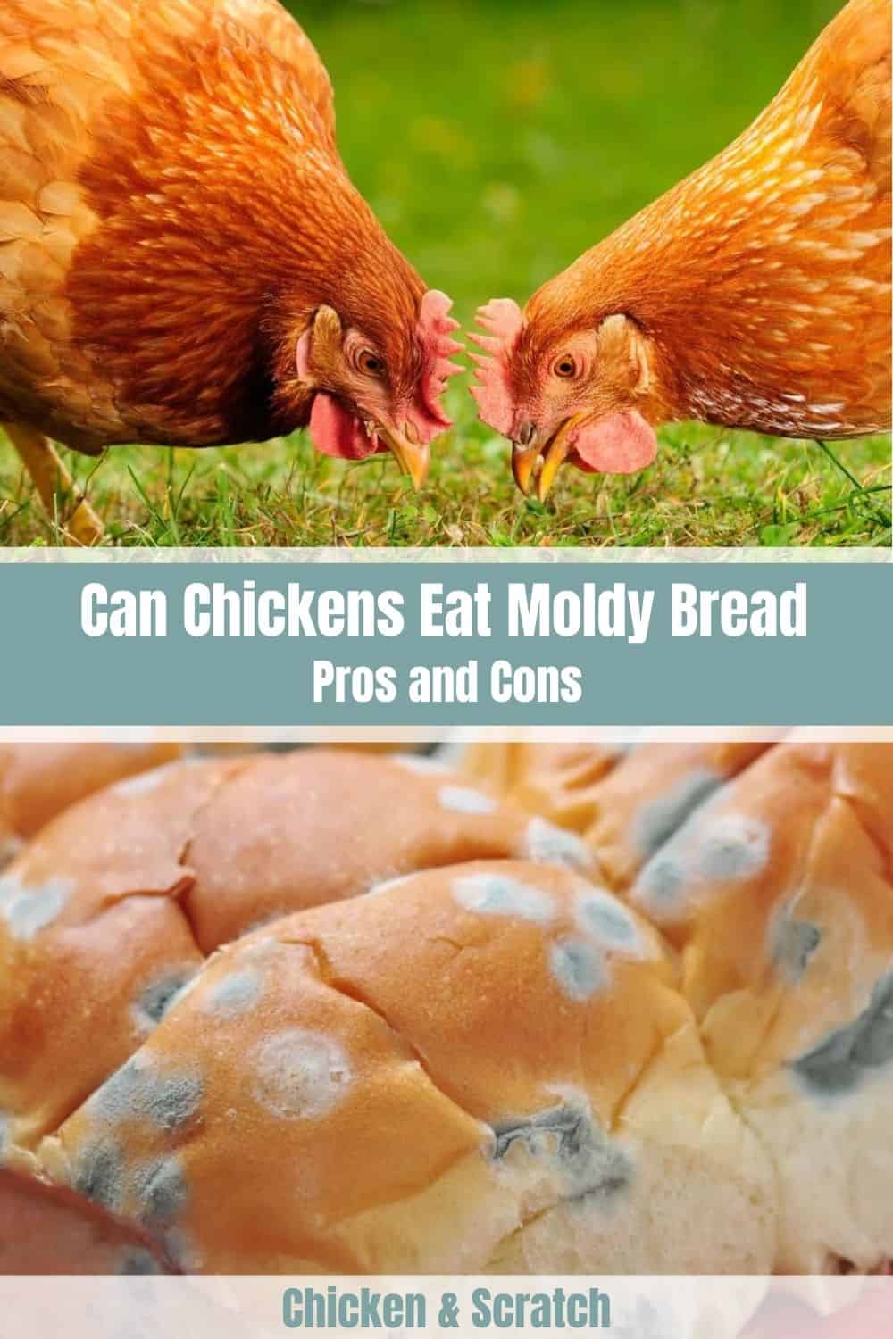 Why Can Chickens Eat Bread?