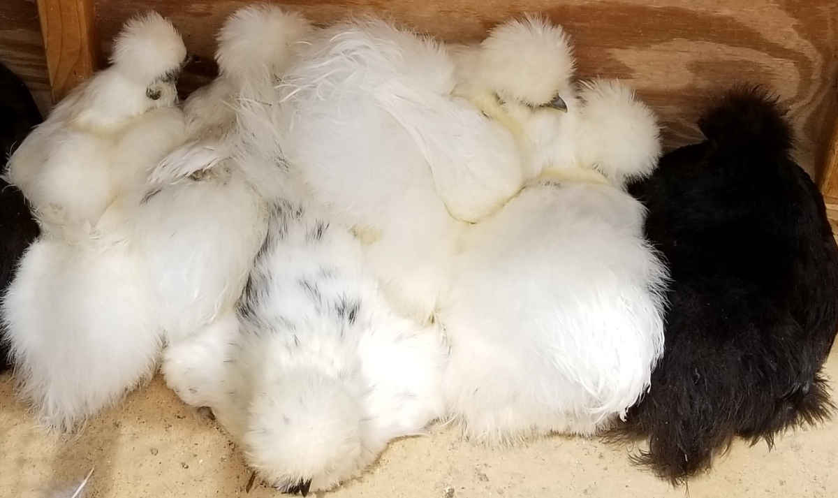 Why Do My Chickens Sleep In Their Nesting Boxes?