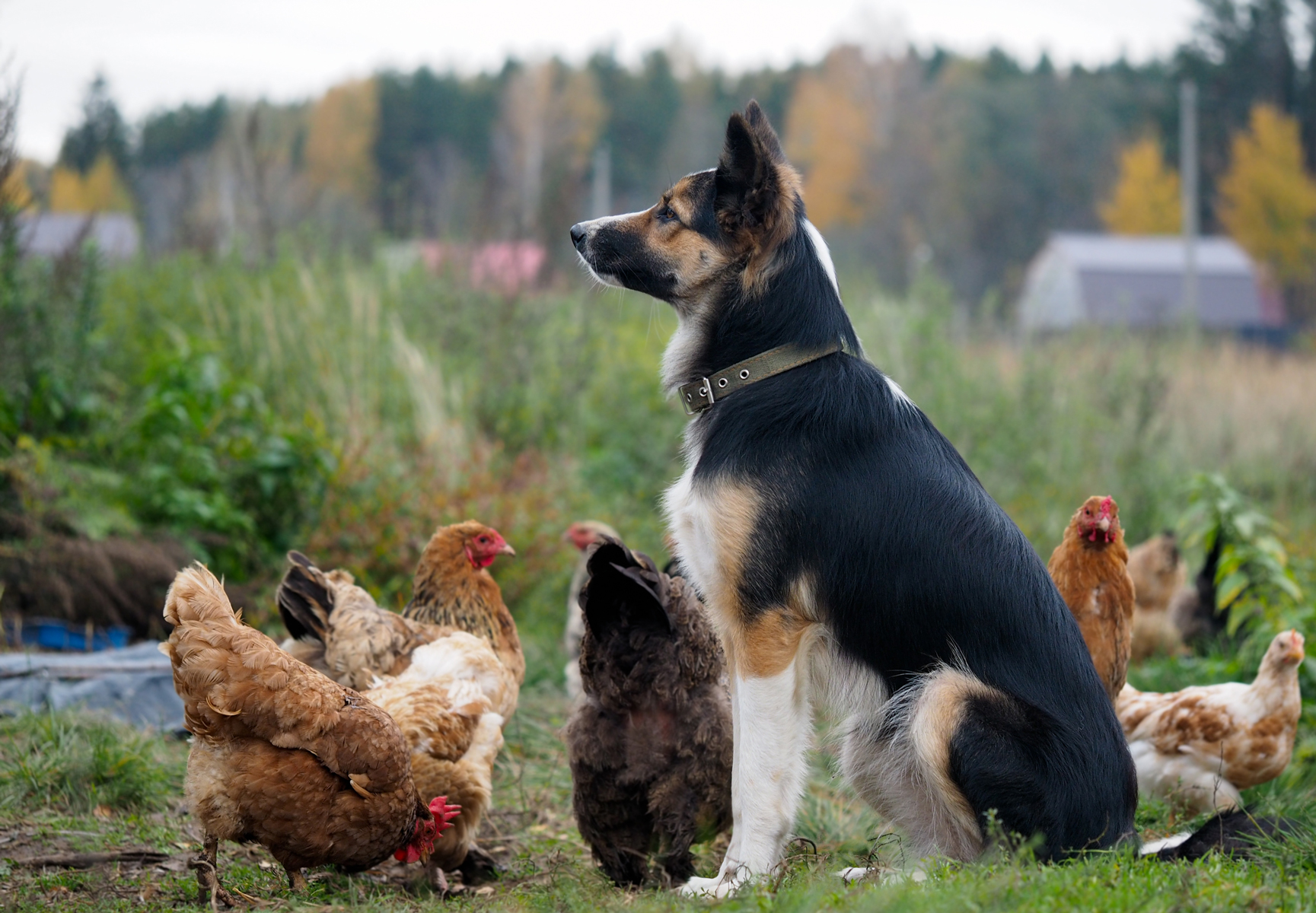 Why Keeping Dogs Out Of The Chicken Coop Is Important