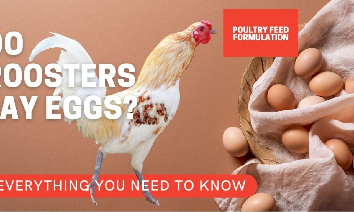 Will Chickens Lay Eggs Without A Rooster?