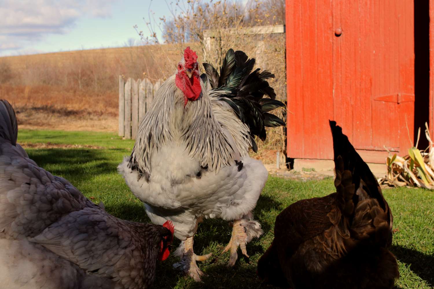 Will Hens Lay Eggs Without A Rooster?